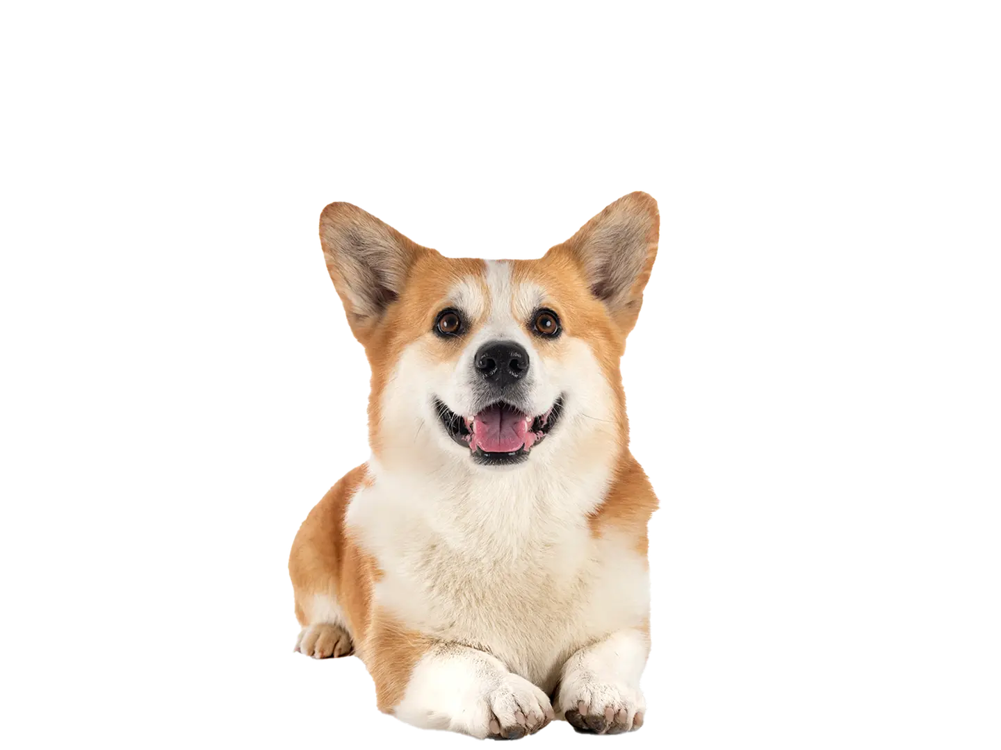Corgi
