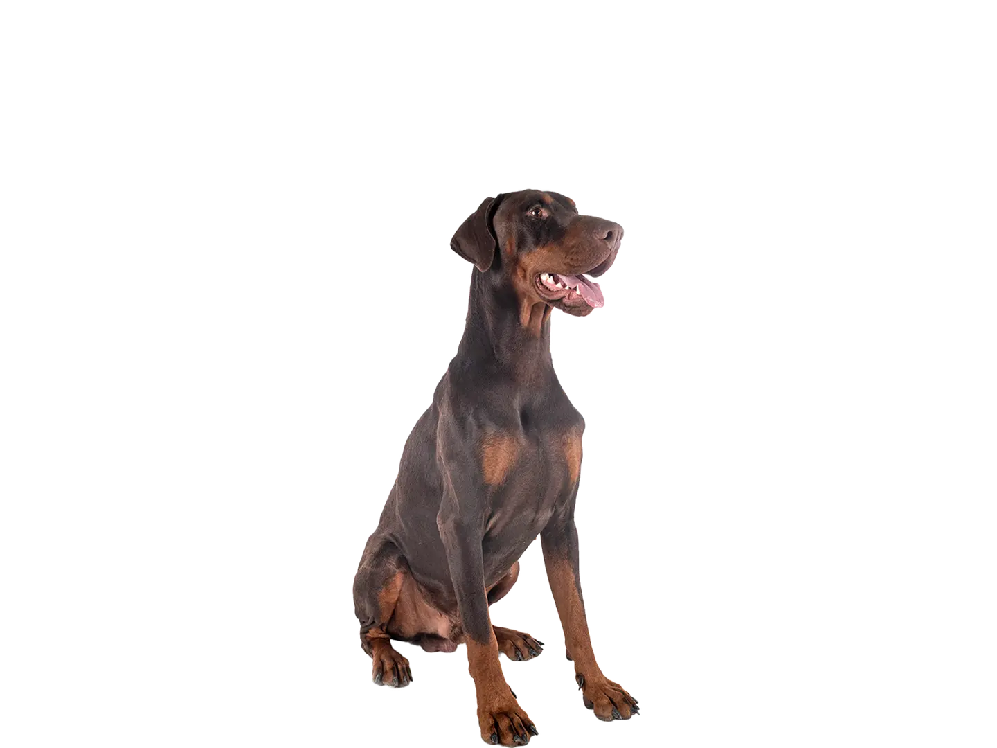 Doberman