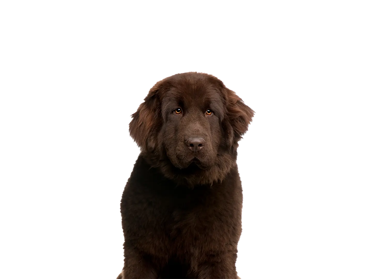 Newfoundland