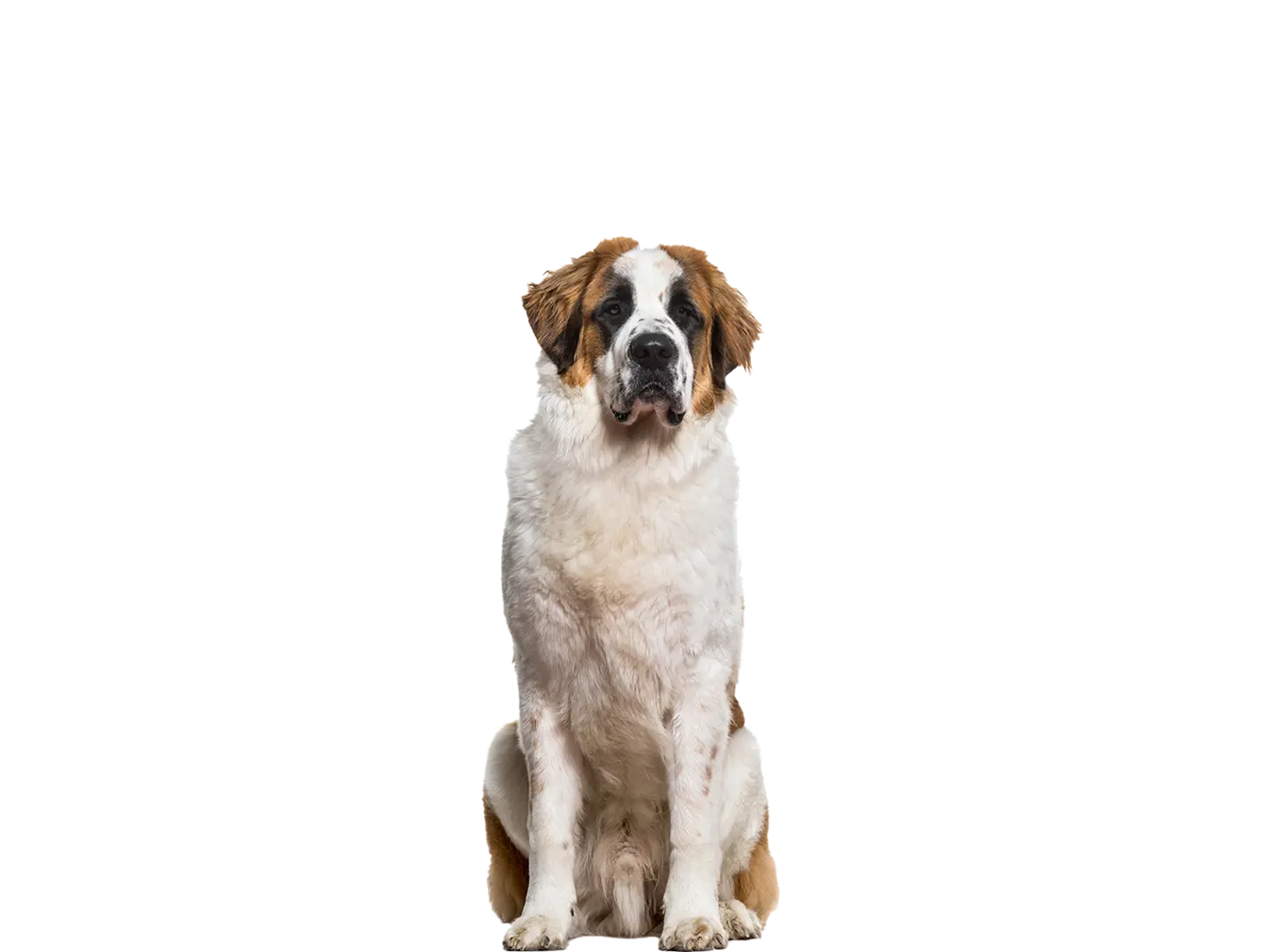 St. Bernard