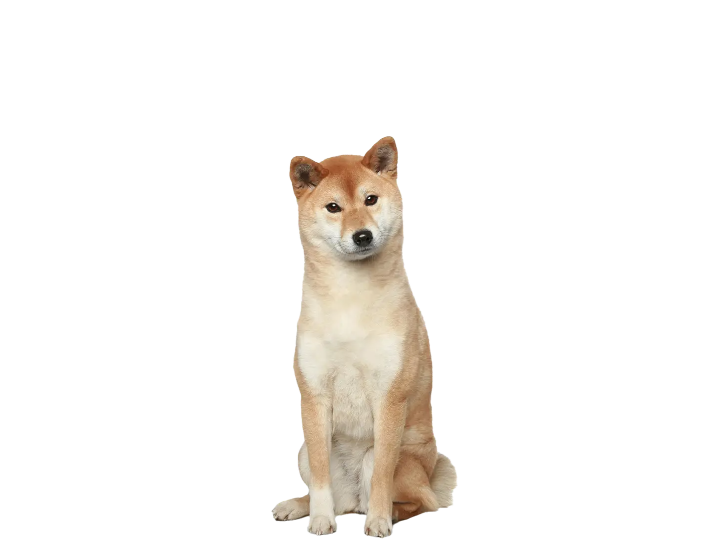 Japanese Shiba Inu