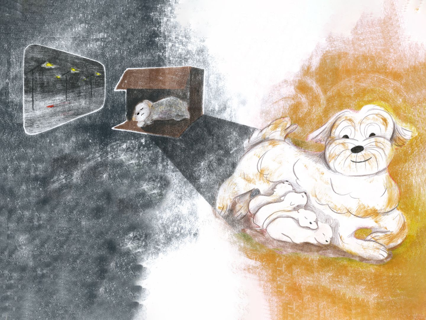 Snowy the smuggled Bichon Frise