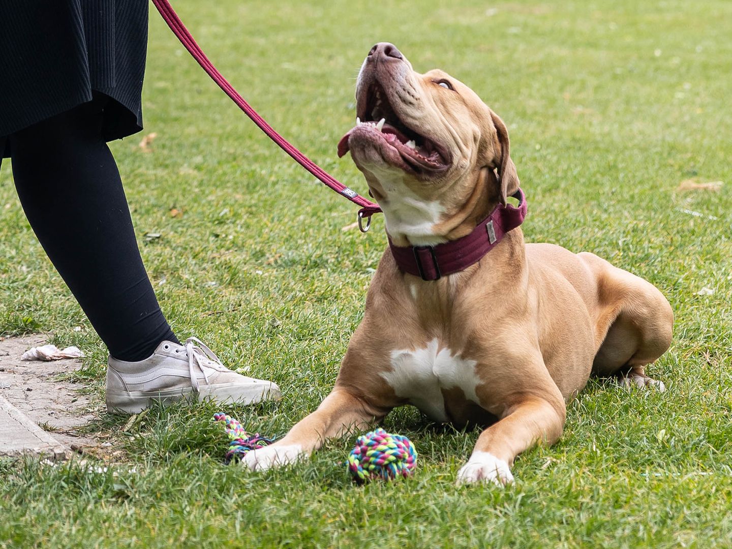 Baxter the Mastiff Cross enjoys a walk in the park with his owner