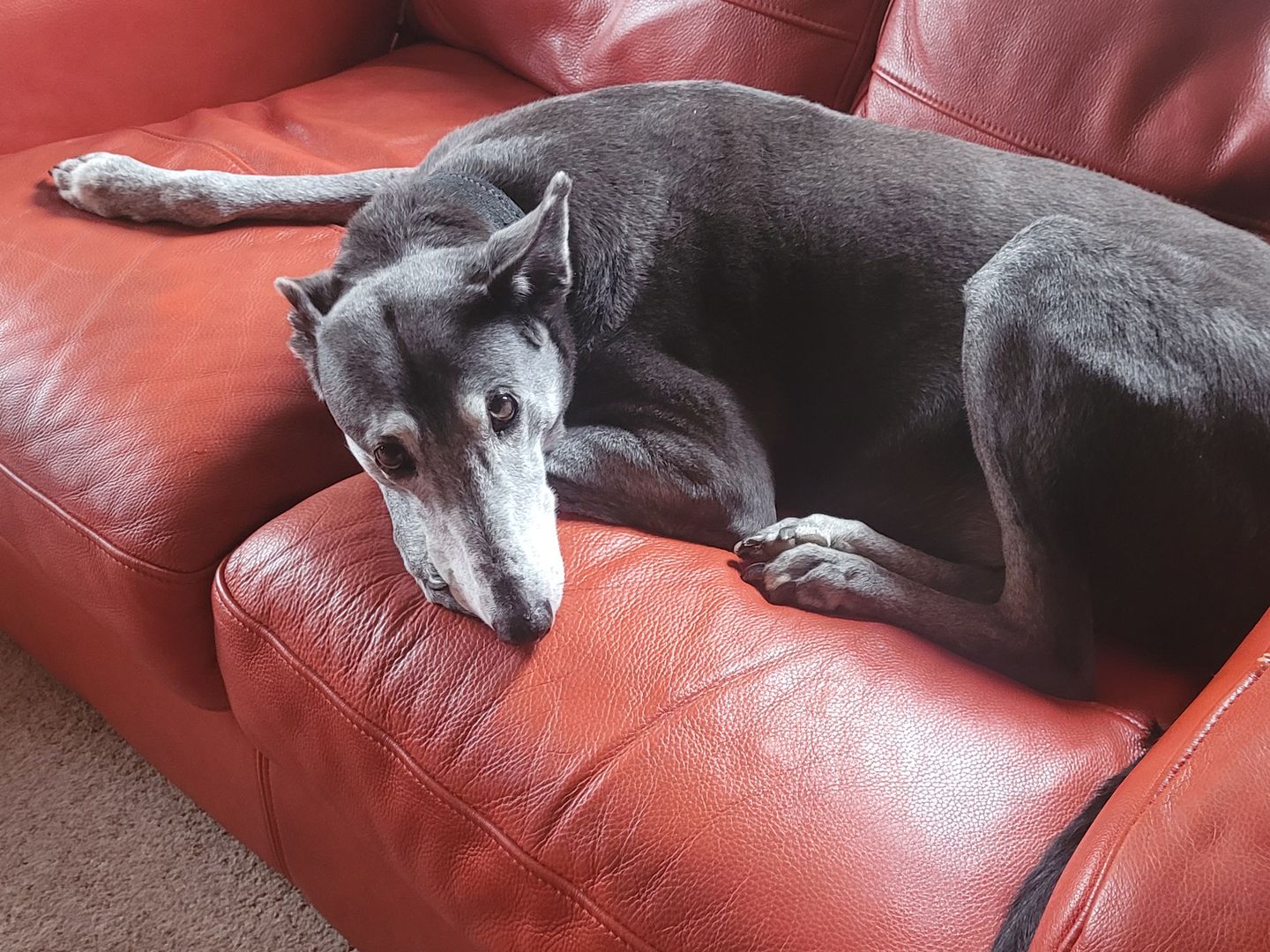 Gladys the Greyhound relaxing on a sofa