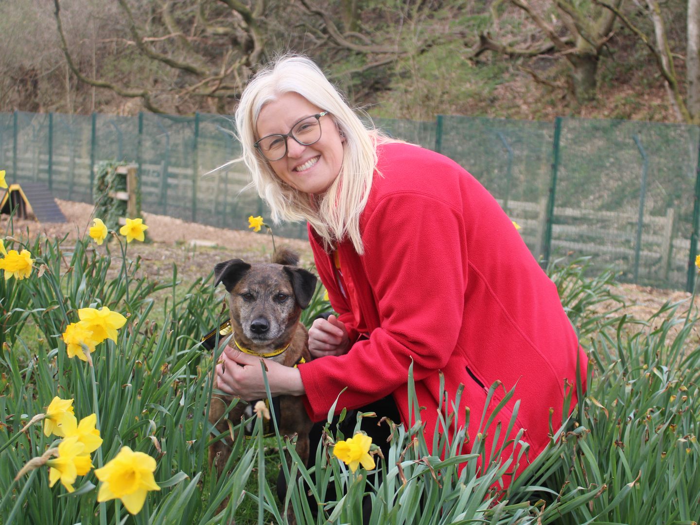 Alison one of our Volunteers wearing a red jacket bending down with sponsor dog brindle Barney amongst some yellow daffodils