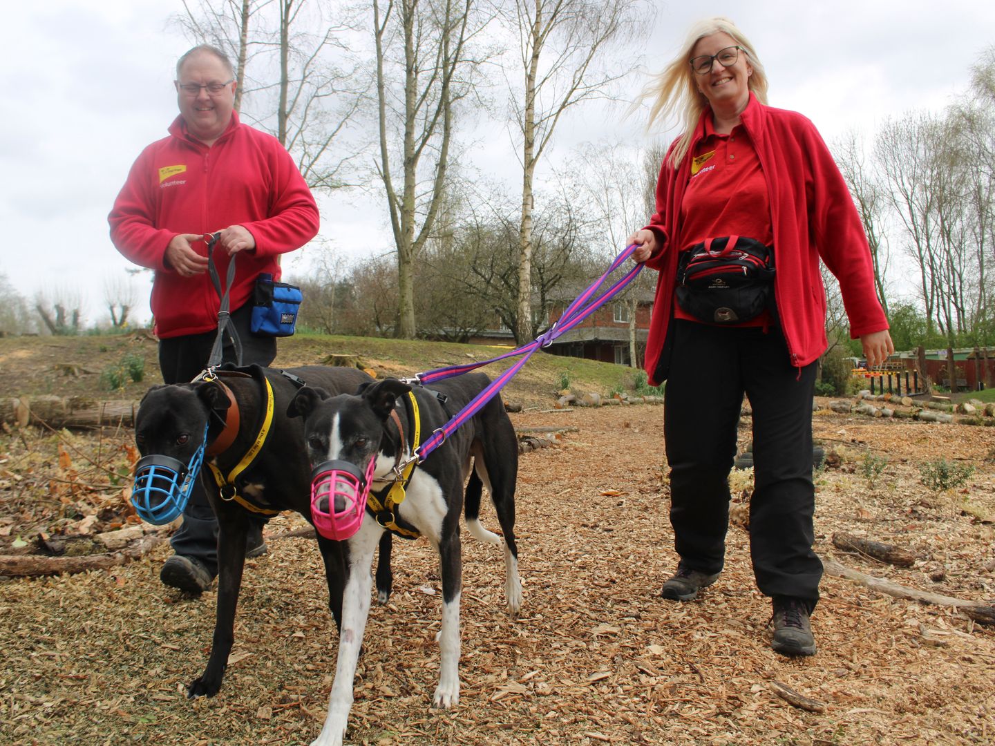 John and Alison DT volunteers wearing red jackets walking two black sighthounds wearing muzzles