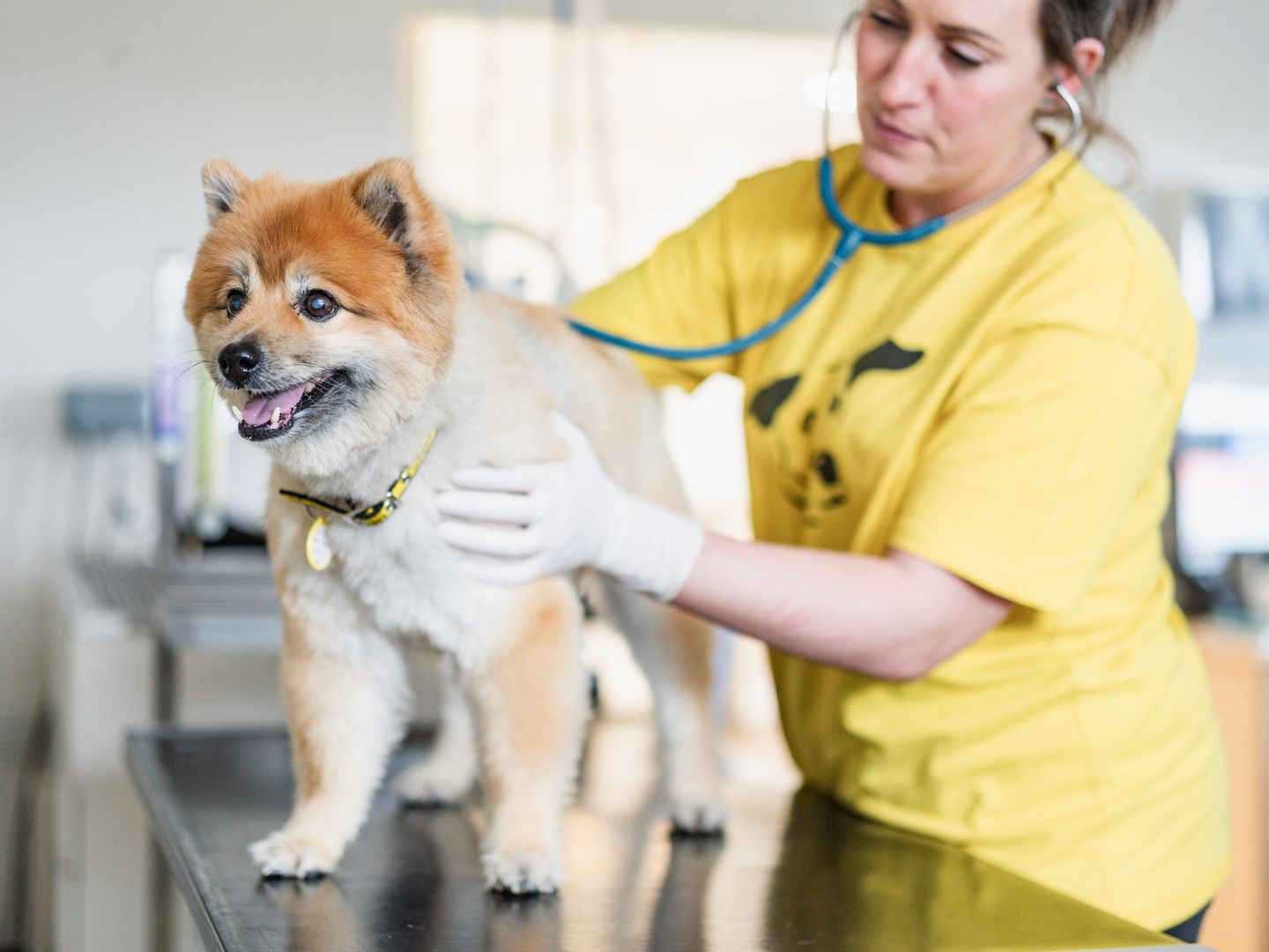 Alfie a golden Shiba Inu, sitting on a consult table being examined with a stethoscope by a female vet wearing a yellow dogs trust tshirt