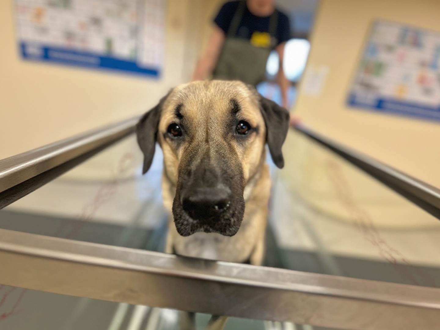 Hank the Underdog undergoes hydrotherapy to treat hip dysplasia.