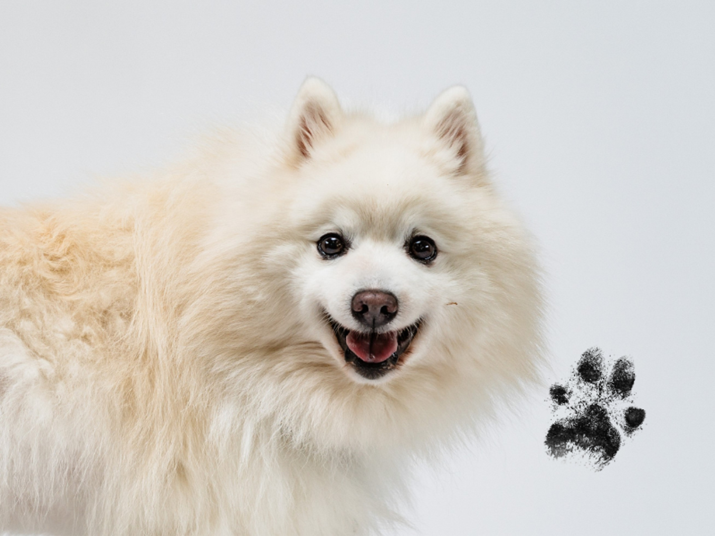 Harry a white Spitz dog, looking up at the camera with his mouth open. There is a black paw print next to him