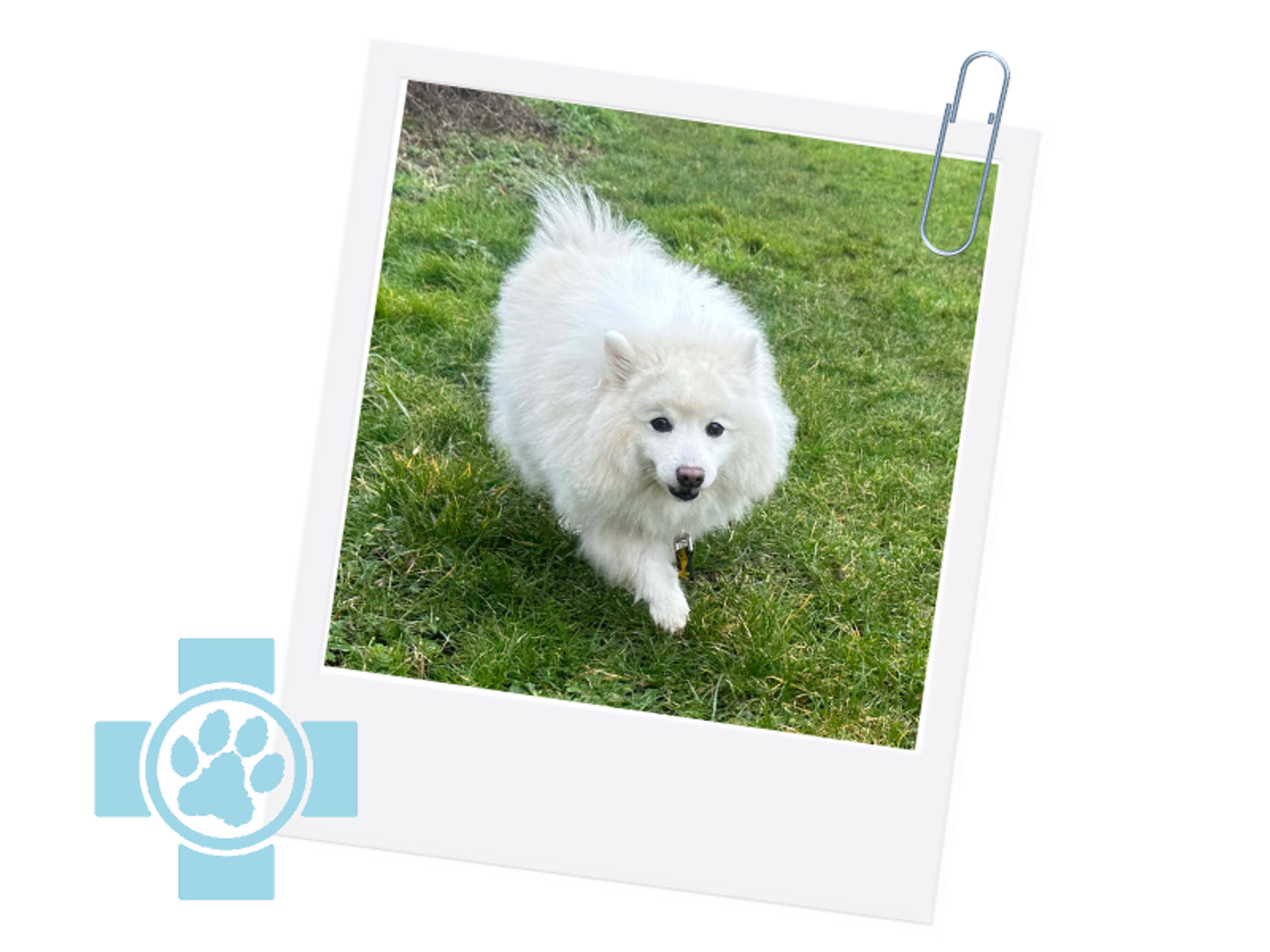 A polaroid with a paperclip of Harry a white Spitz dog looking up at the camera walking on some green grass. There is a black cross and a paw print icon on the left of the image