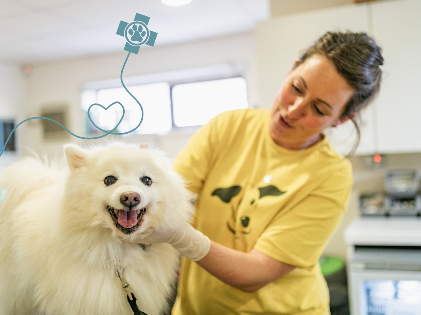 Harry a white Spitz dog, standing on a examination table looking at the camera with his mouth open, being held by a female vet wearing a yellow dogs trust branded tshirt