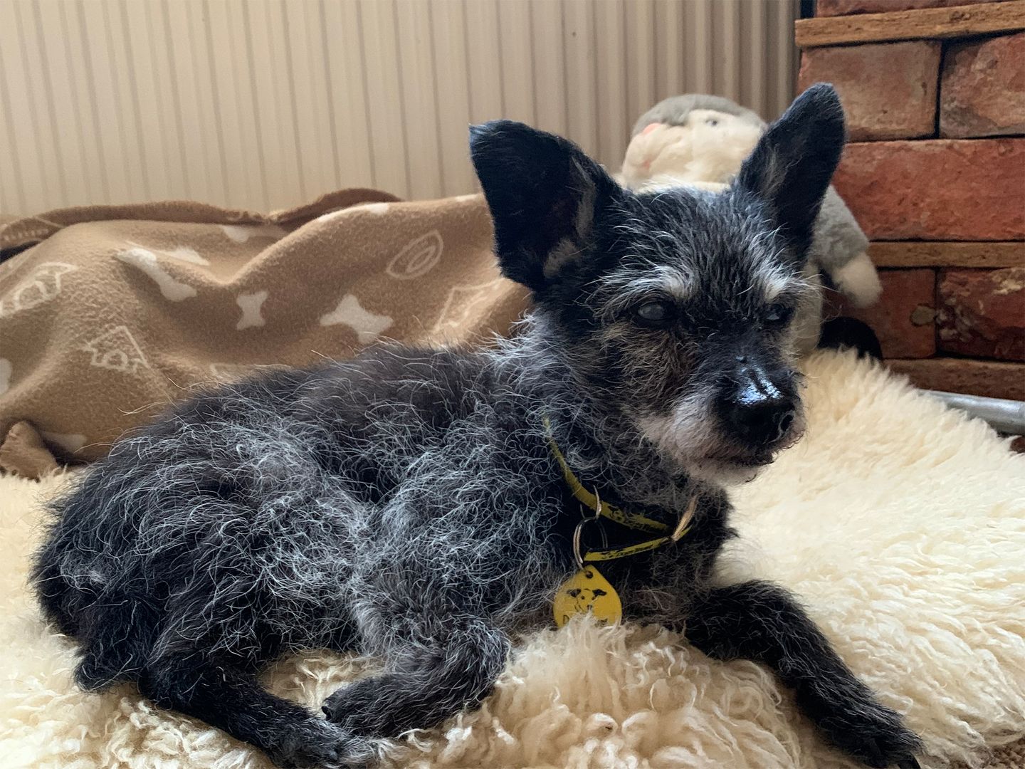 Trixie the terrier cross gets cosy on a sheepskin blanket