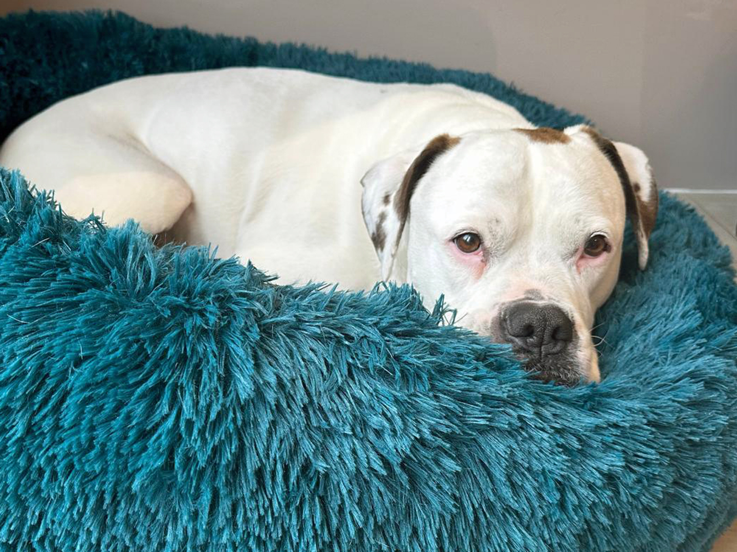 Angel the underdog waits patiently for a forever home