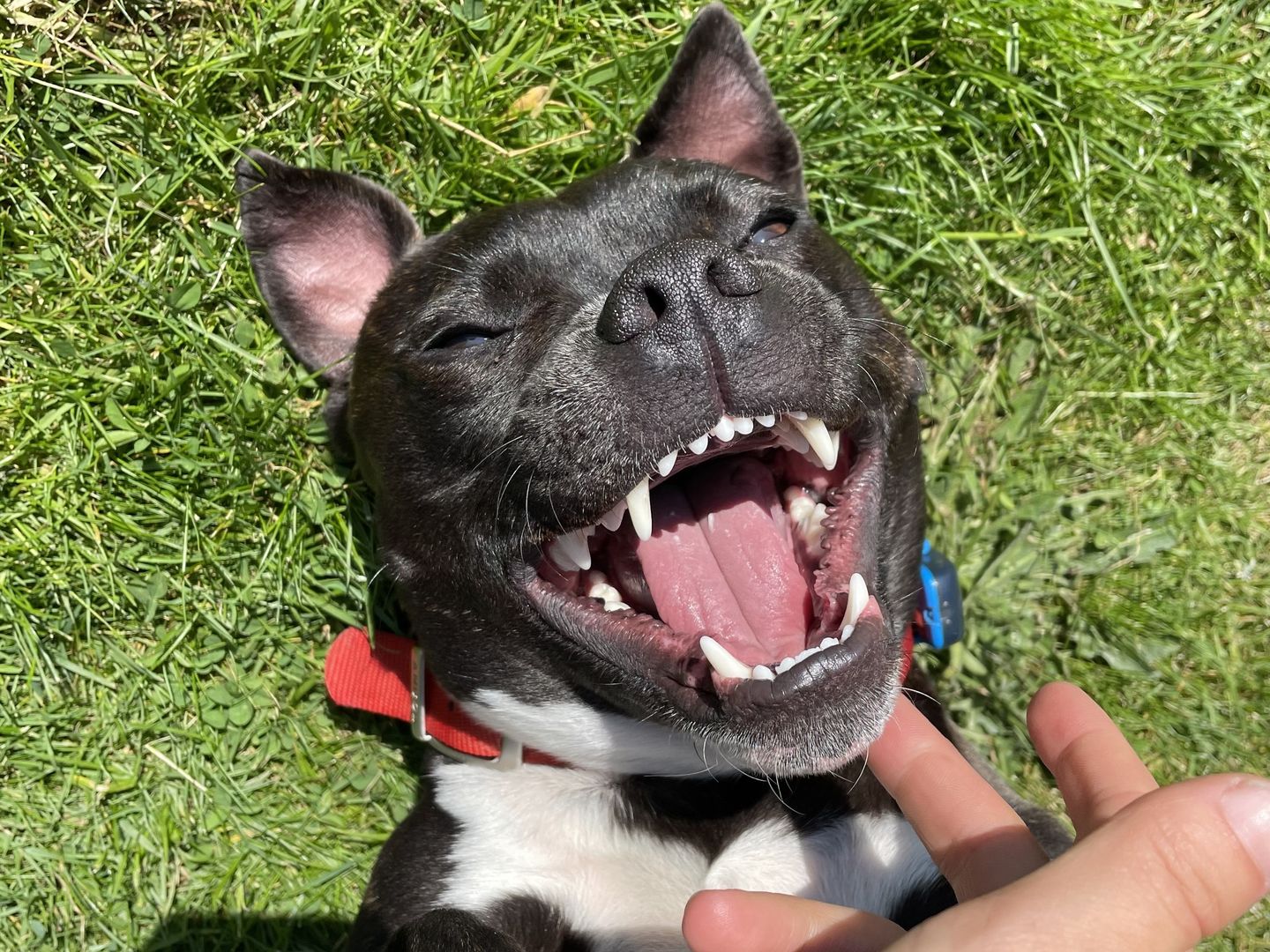A black staffordshire bull terrier dog lying on its back on some grass with its mouth open being stroked by someones hand 