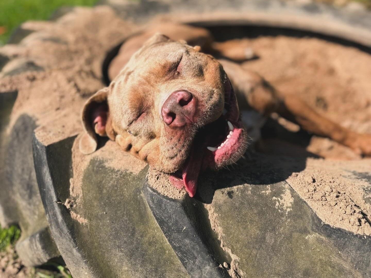 a tan American Bully dog sitting in some sand inside a massive black tyre with it's tongue out
