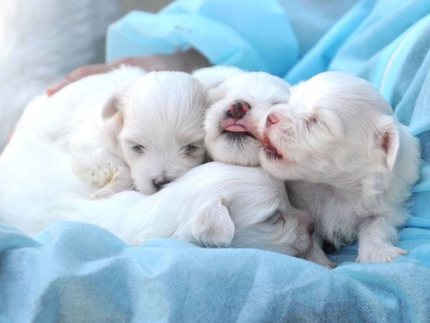 four all white puppies sitting in someone's lap wearing blue PPE scrubs