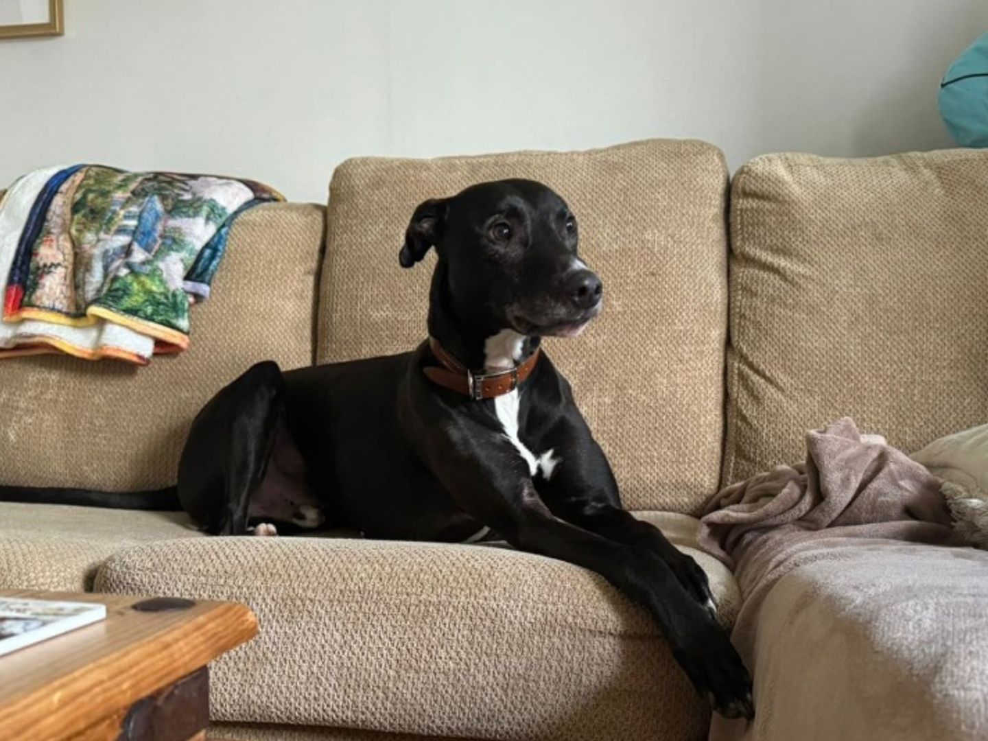 Flash the underdog waits patiently for a forever home