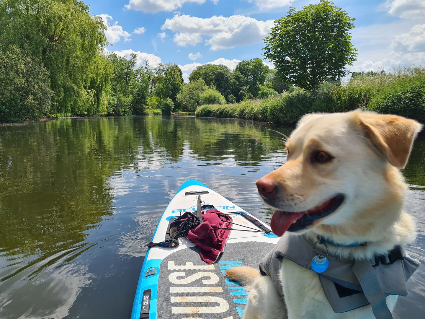 a golden labrador sitting on a paddleboard on the river avon