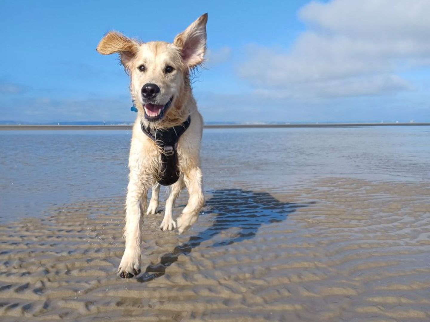 a young golden retriever running along the beach with a bright blue sky behind 