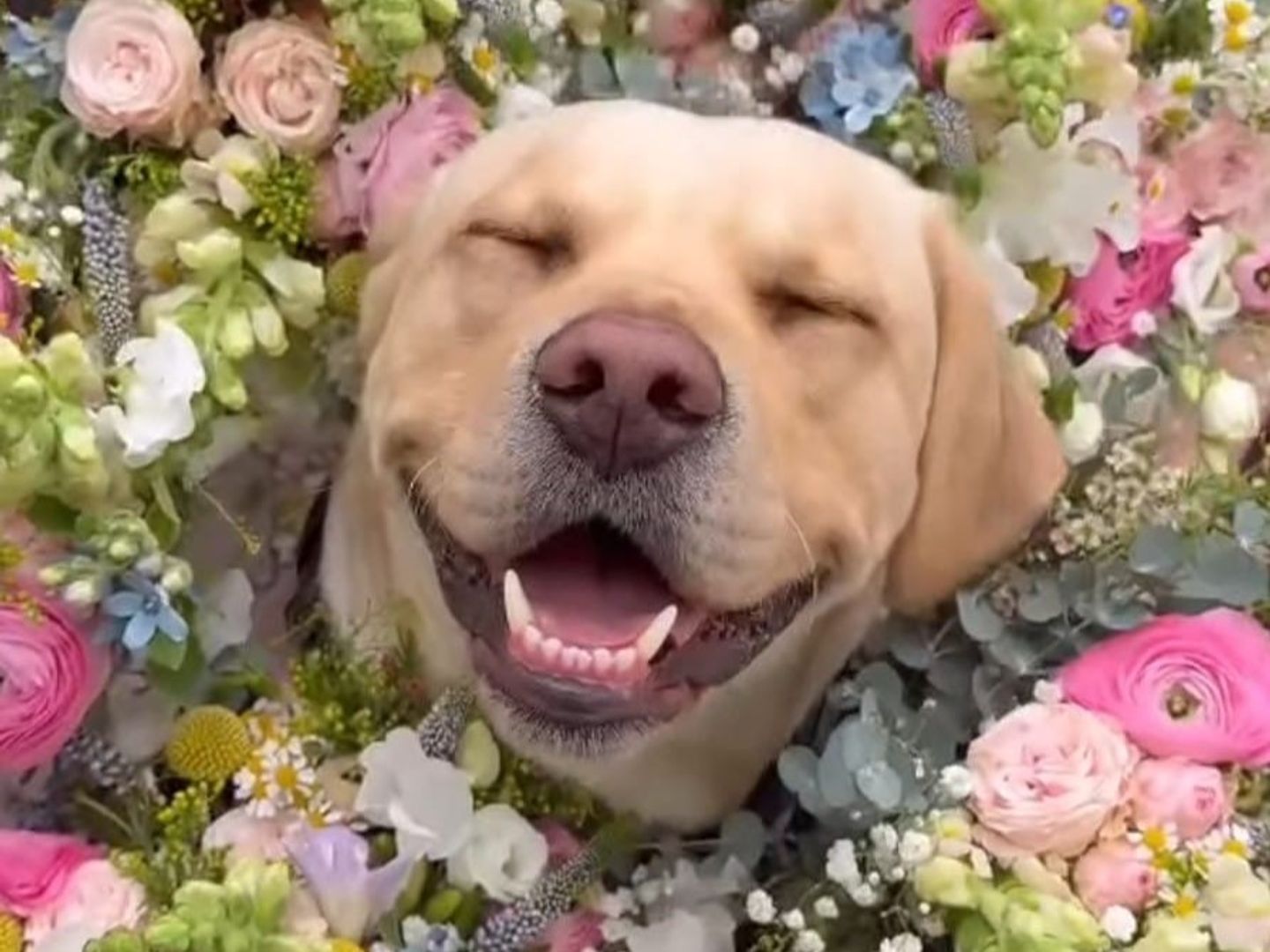A golden Labrador retriever adult dog smiling and surrounded by loads of bright colourful flowers