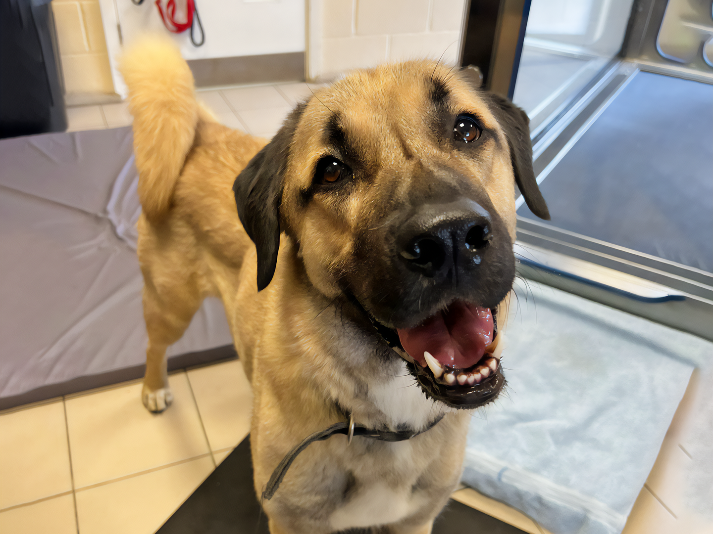 Hank the Anatolian Shepherd Dog smiling beside his hydrotherapy tank.