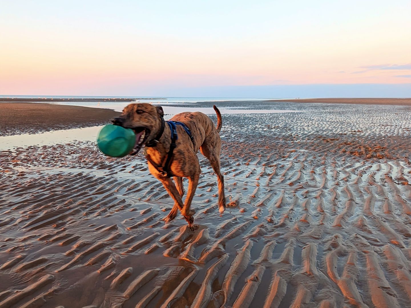 a brindle sighthound running on the beach at sunset with a green ball in its mouth