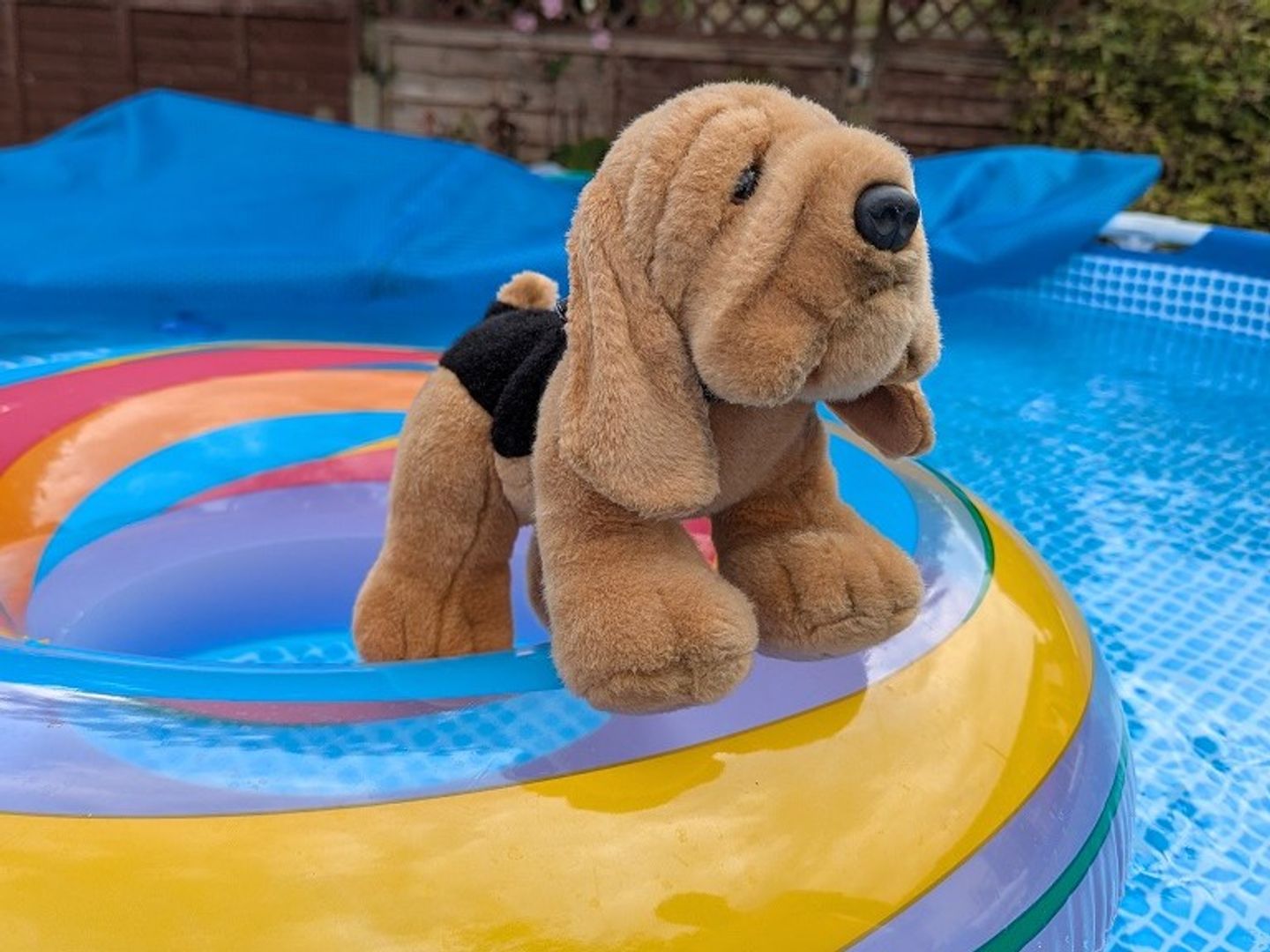 a bloodhound soft toy placed on a rainbow inflatable ring in a swimming pool