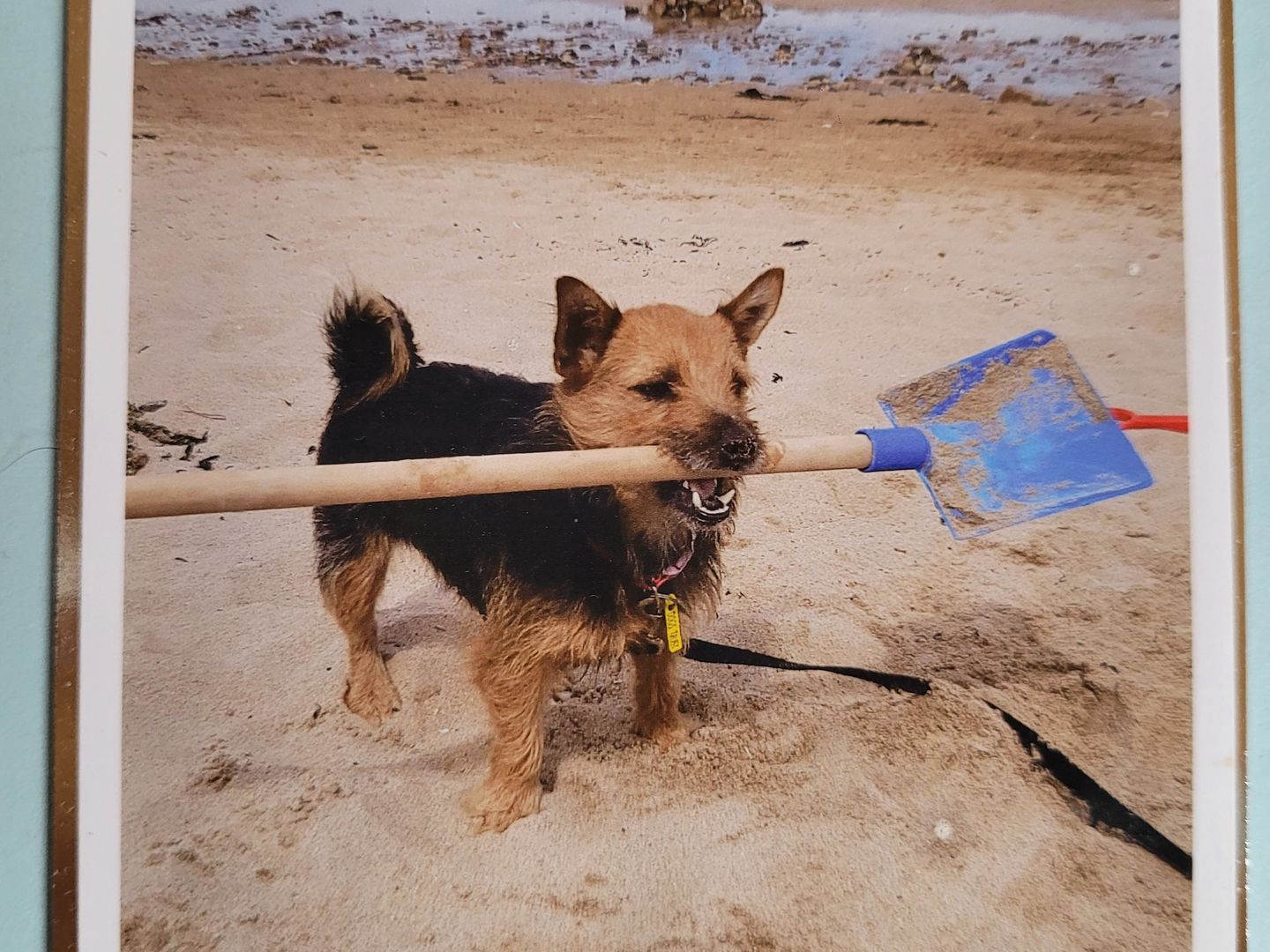 A terrier dog standing at the beach with a blue spade in its mouth
