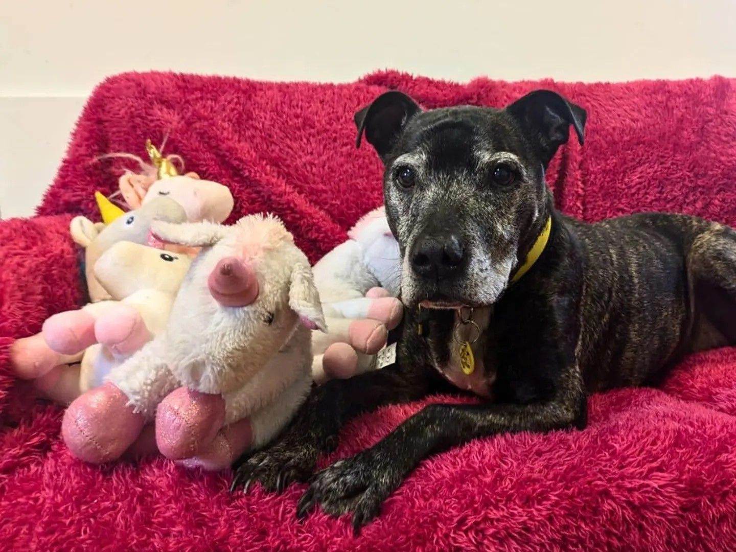 Harry, a rescued abandoned dog rests on a sofa next to a pile of his beloved unicorn teddies.