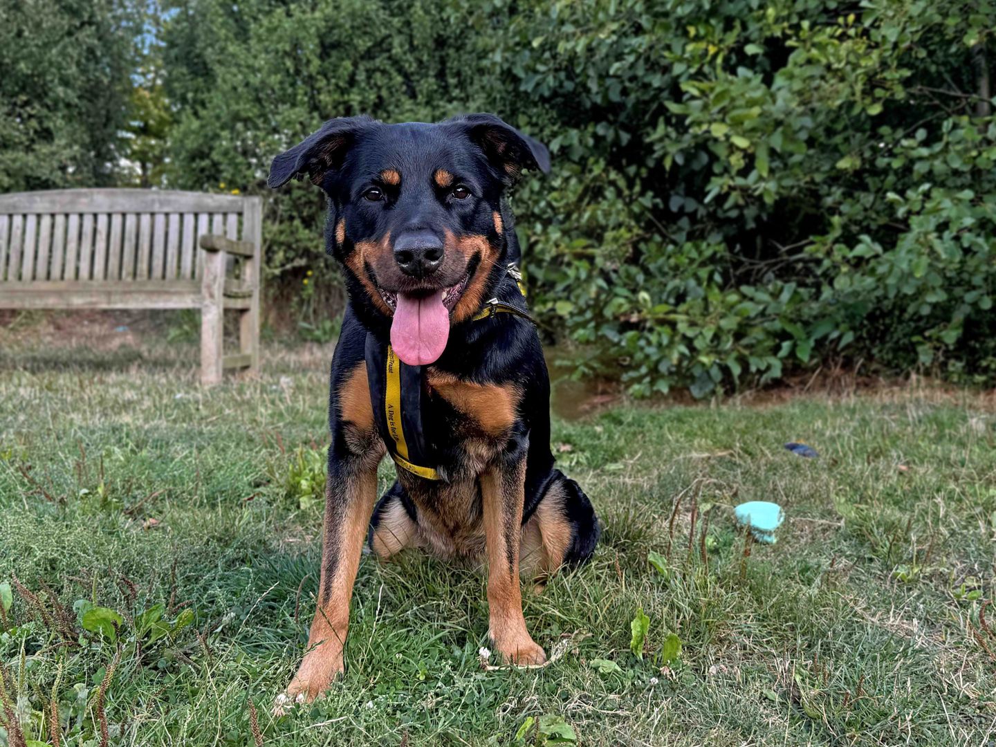 Izzy the Crossbreed dog sits in a park and smiles
