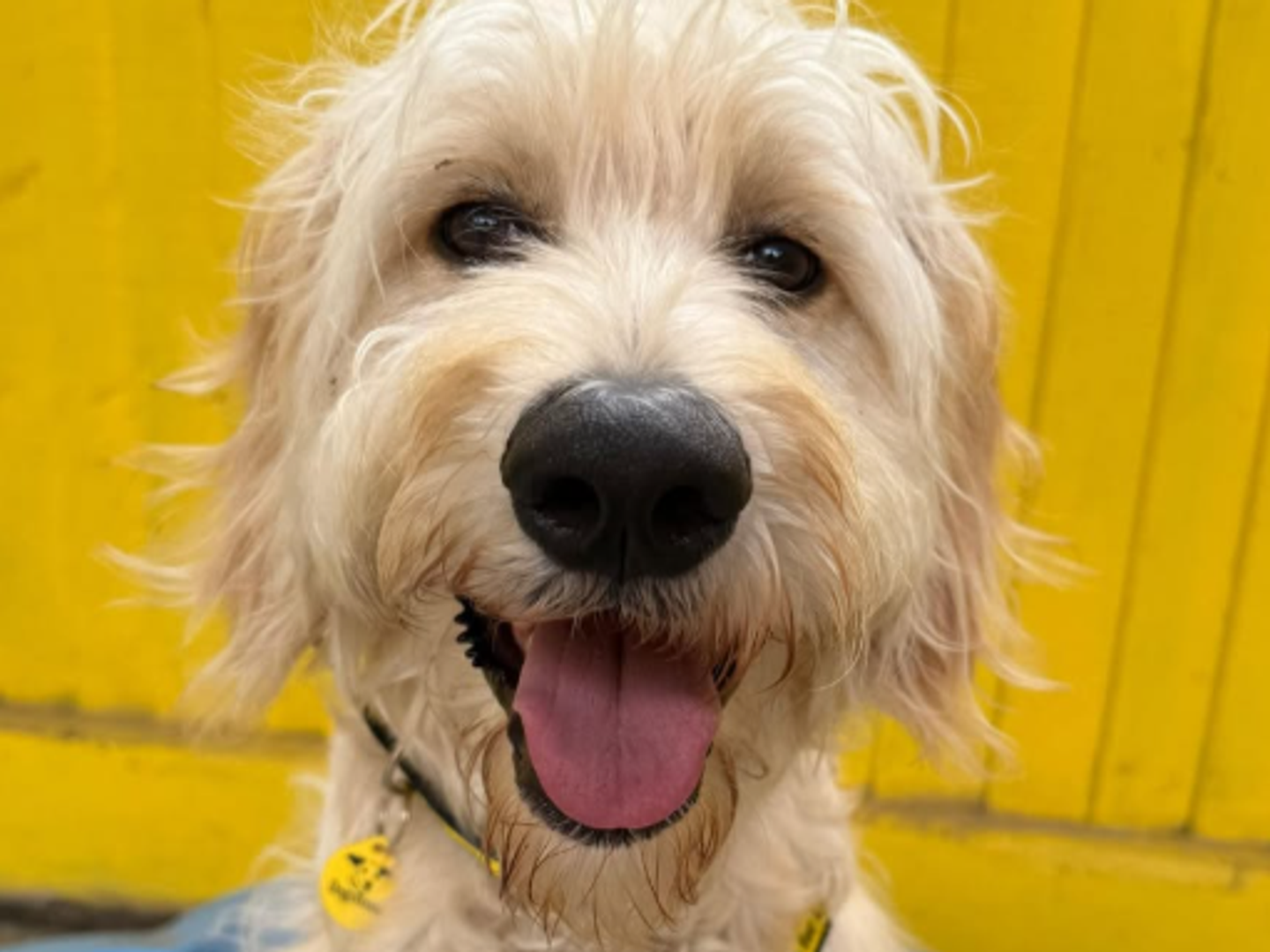a golden doodle puppy sat in a sand pit with its tongue out looking at the camera