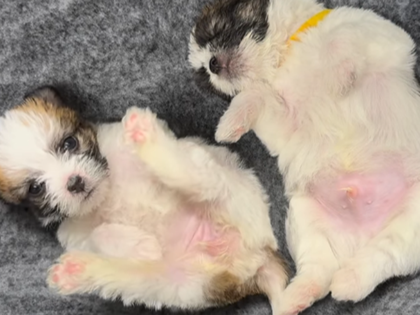 two tiny shih tzu puppies lying on their backs asleep on a grey blanket