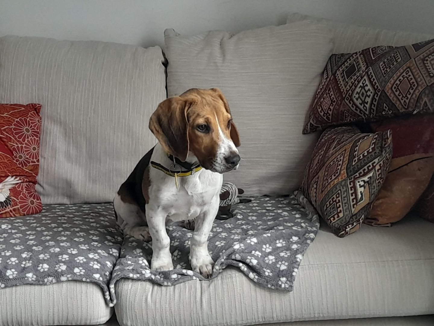 a tri-coloured beagle puppy sitting on a sofa with cushions and a grey and white polka dot blanket