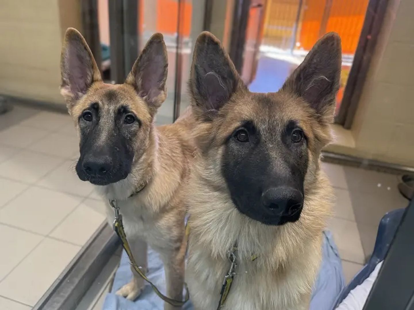 two german shepherd black and sandy puppies looking at the camera in a kennel