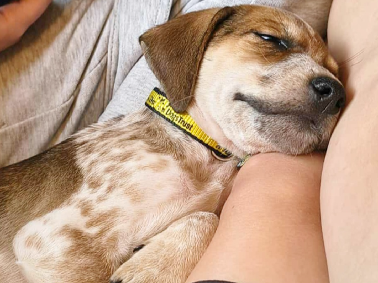 a brown spotted beagle dog sat on someone's leg laying on the sofa
