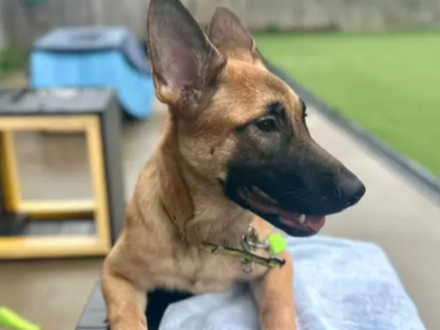 a black and tan german shepherd puppy standing up on a black platform in an agility area