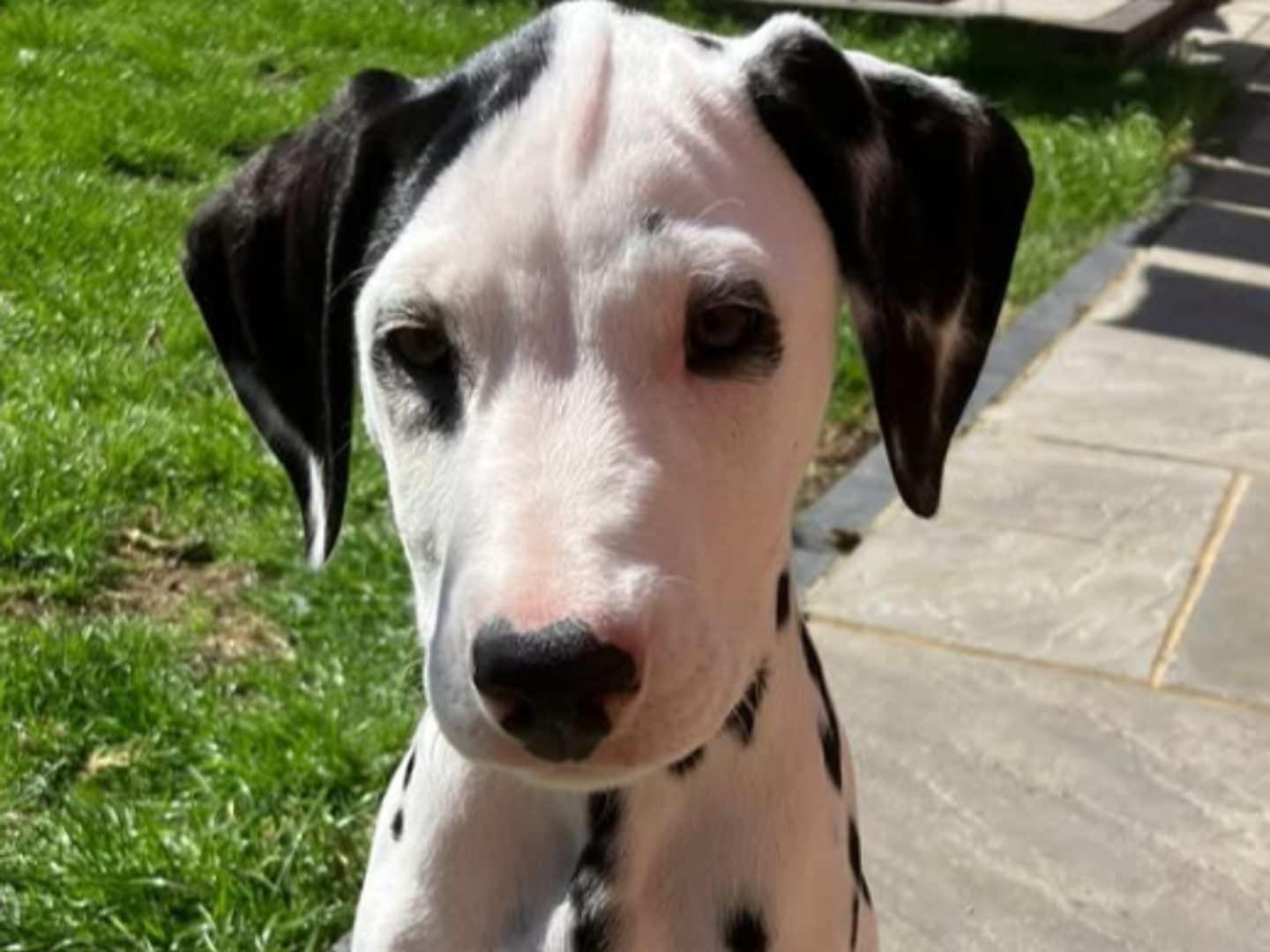 a dalmation puppy in a garden looking at the camera