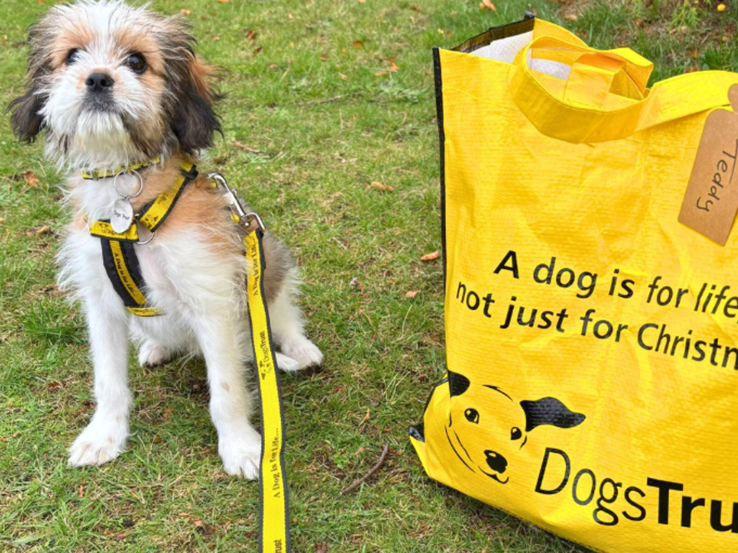 a shih tzu tri-coloured puppy sat next their rehomed yellow dogs trust bag