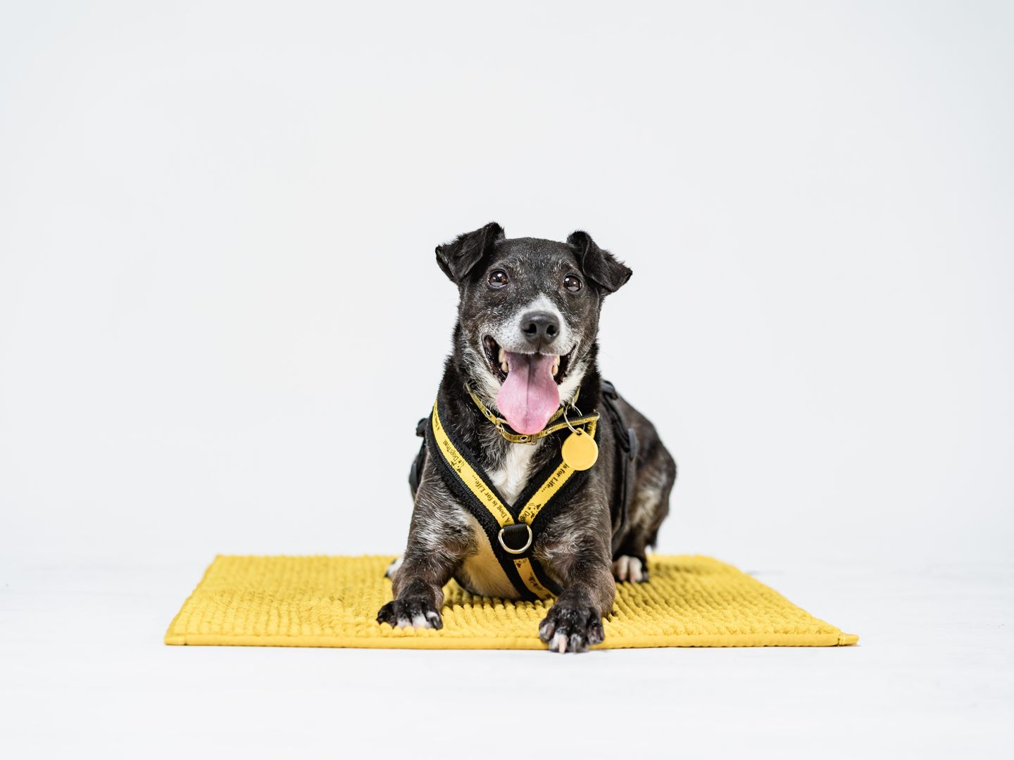 Peppy the abandoned dog is rehabilitated by Dogs Trust
