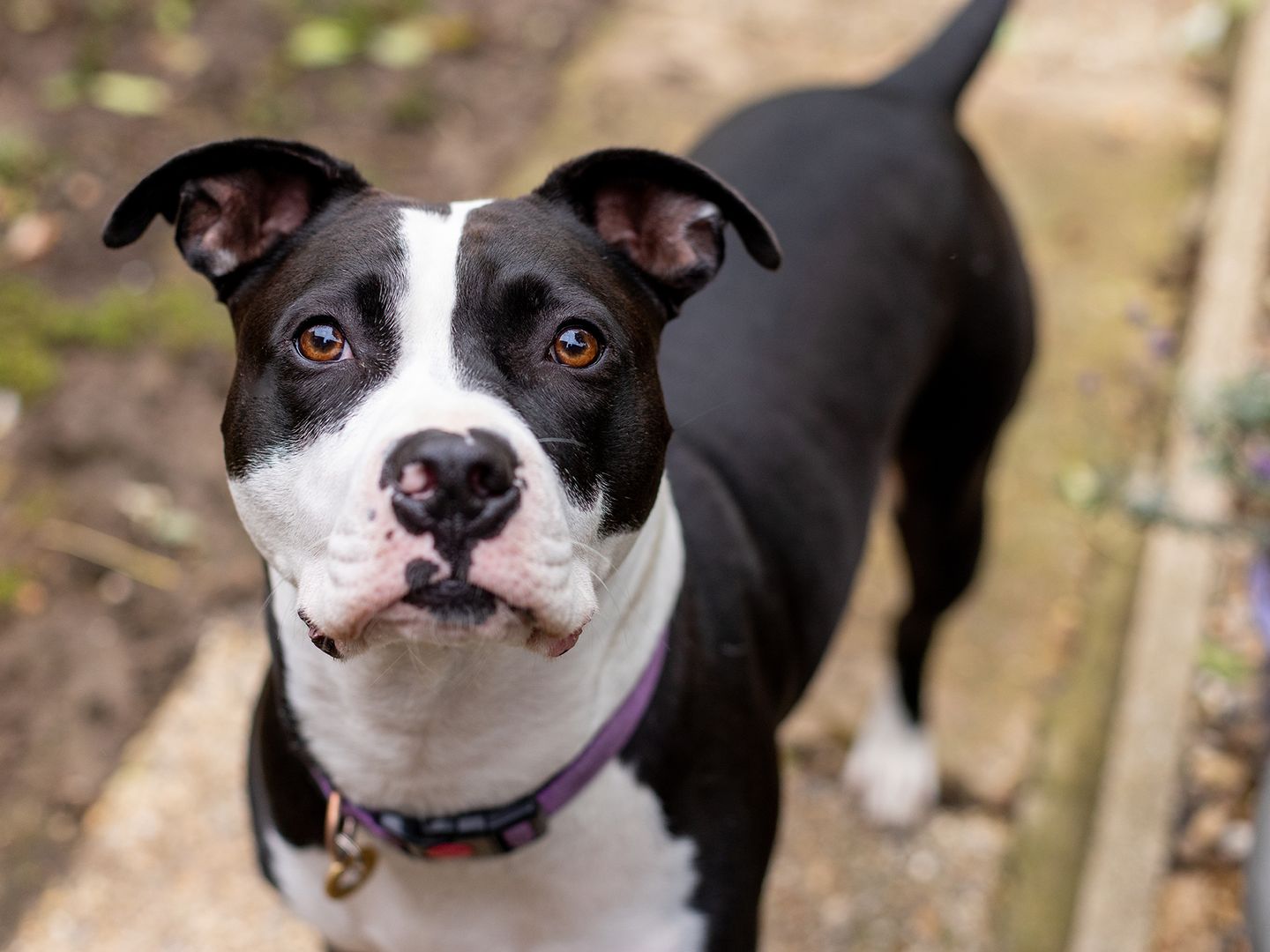 Tip the Staffy in her happy place