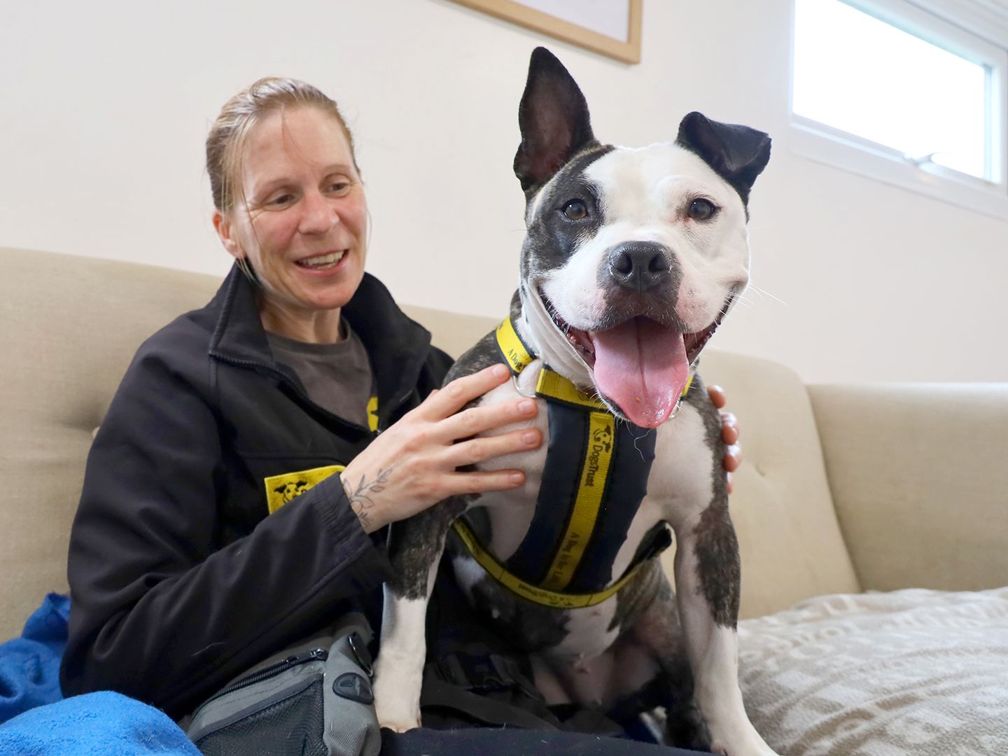 Dora the Staffy sits on the lap of a Dogs Trust Canine Carer