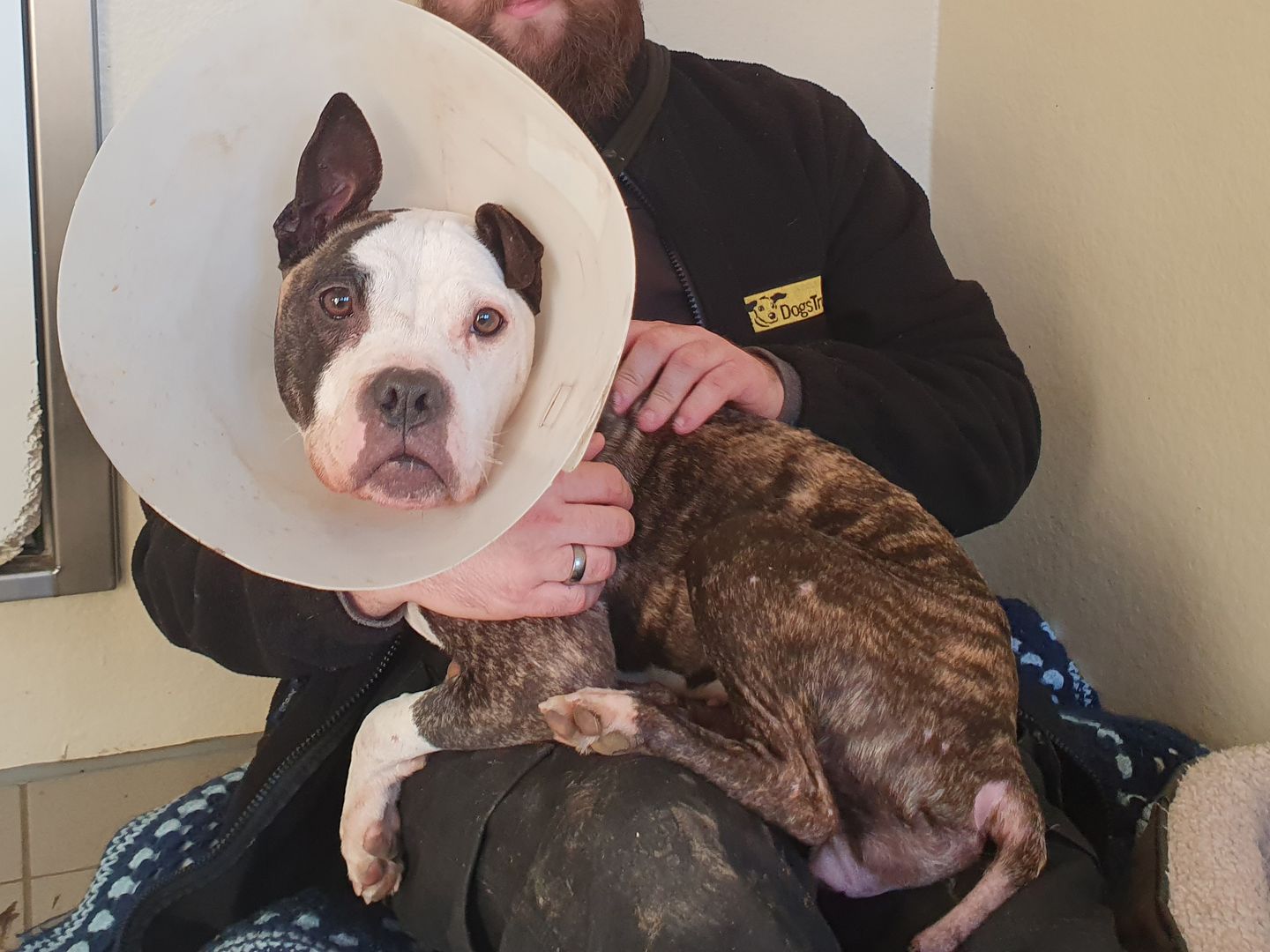Dora the Staffy receives medical attention after being rescued by Dogs Trust