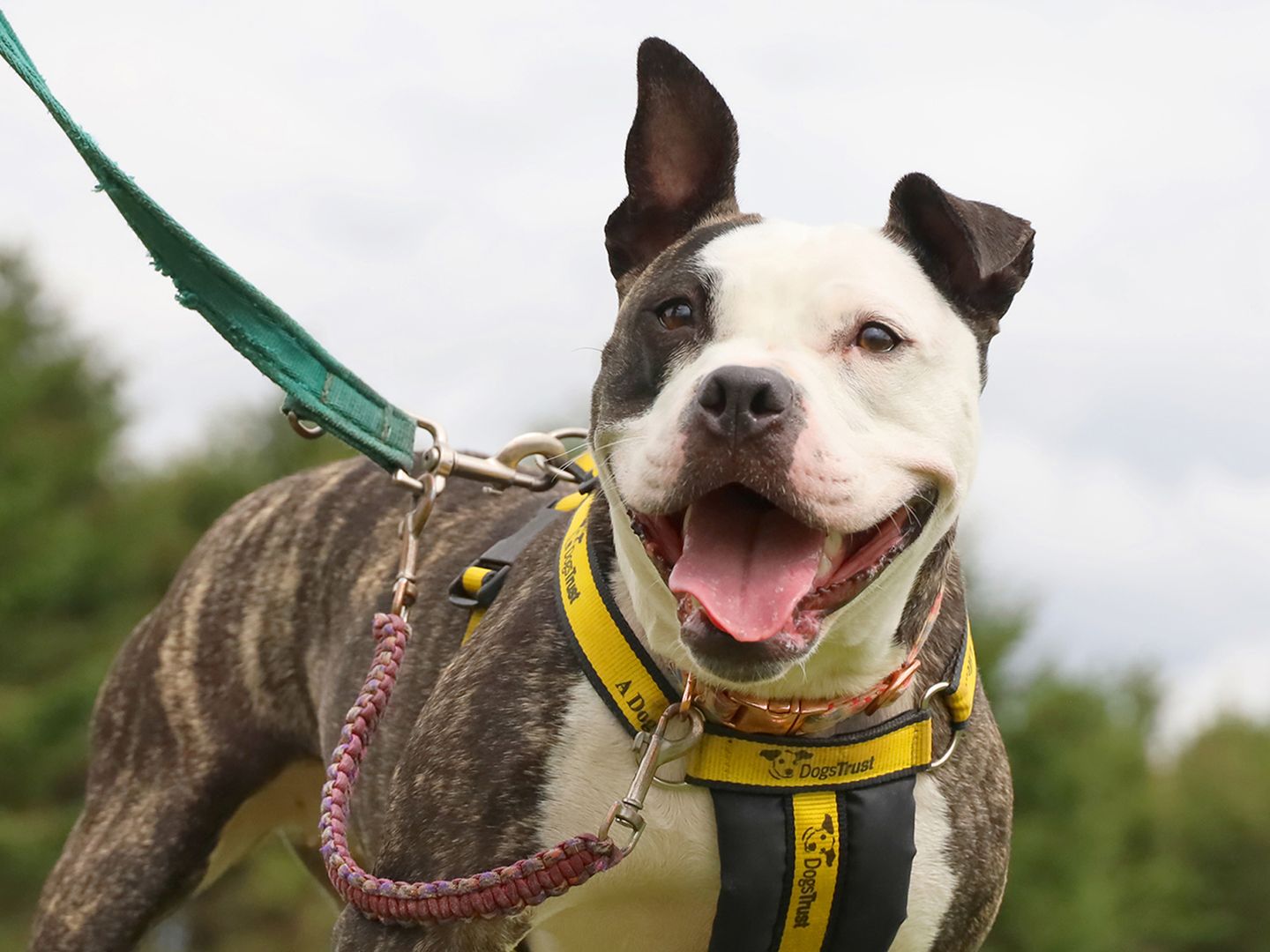 Dora the Staffy smiles as she enjoys walkies