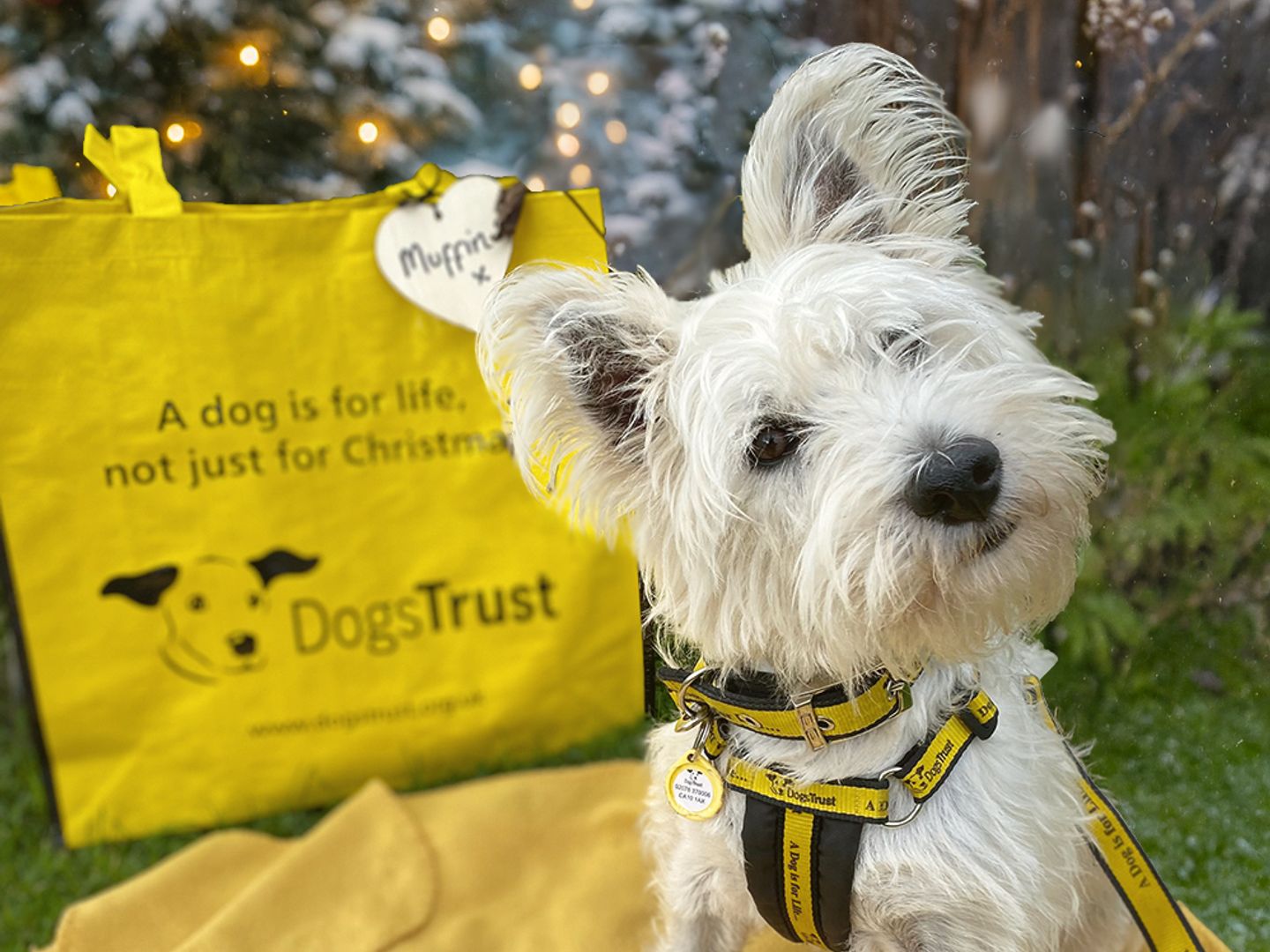 Muffin the West Highland Terrier goes home for Christmas