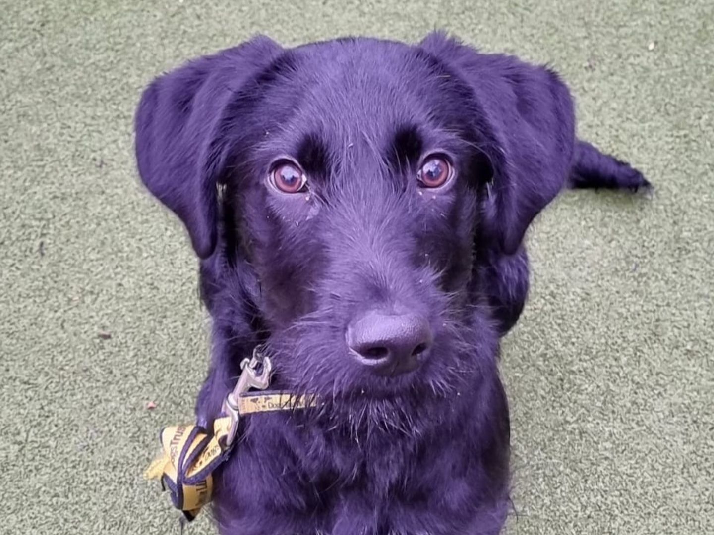 a black labradoodle looking at the camera sitting on some grass