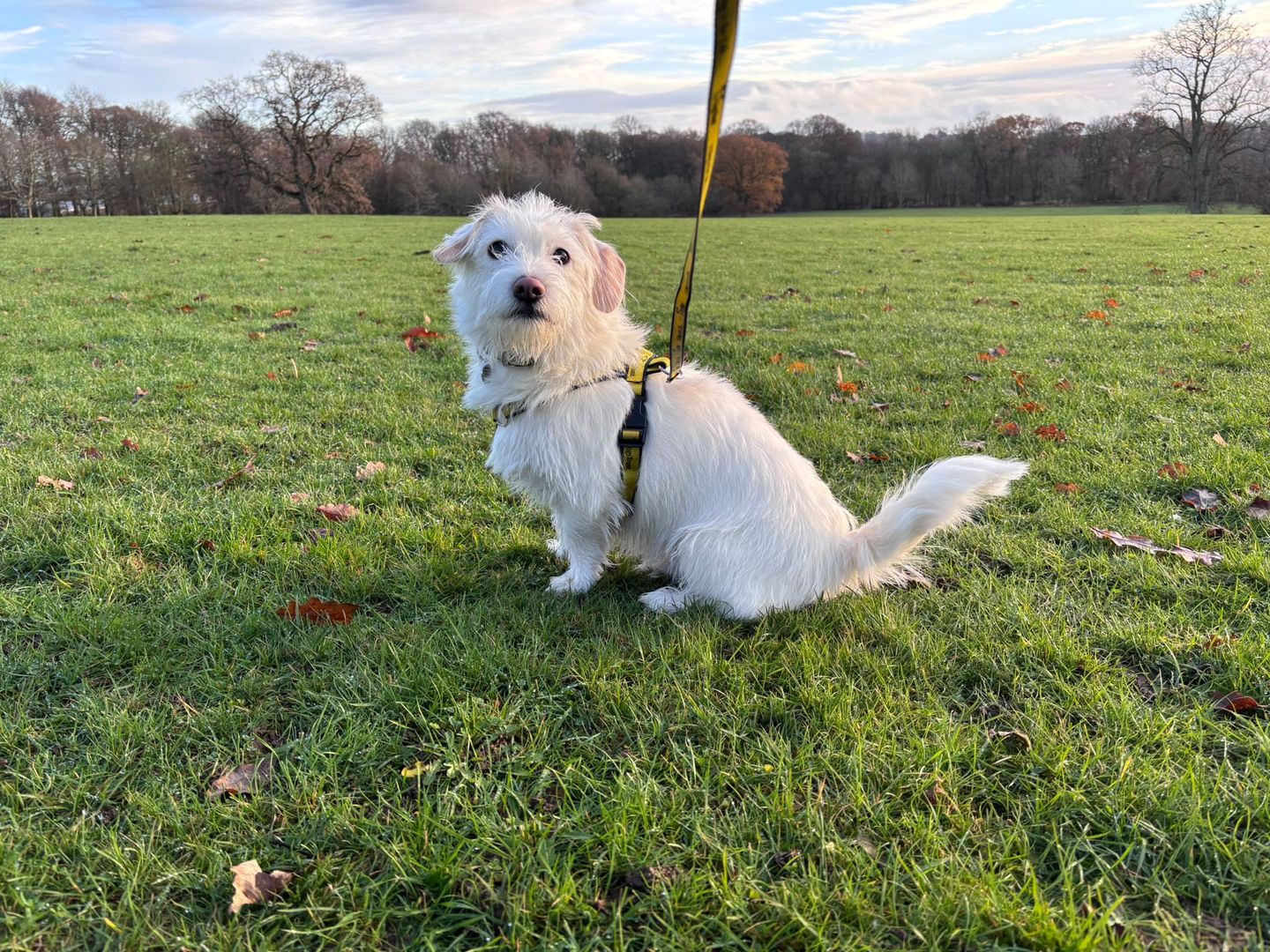 Bear a white shih tzu and jack russell terrier cross, sitting in a green field on lead