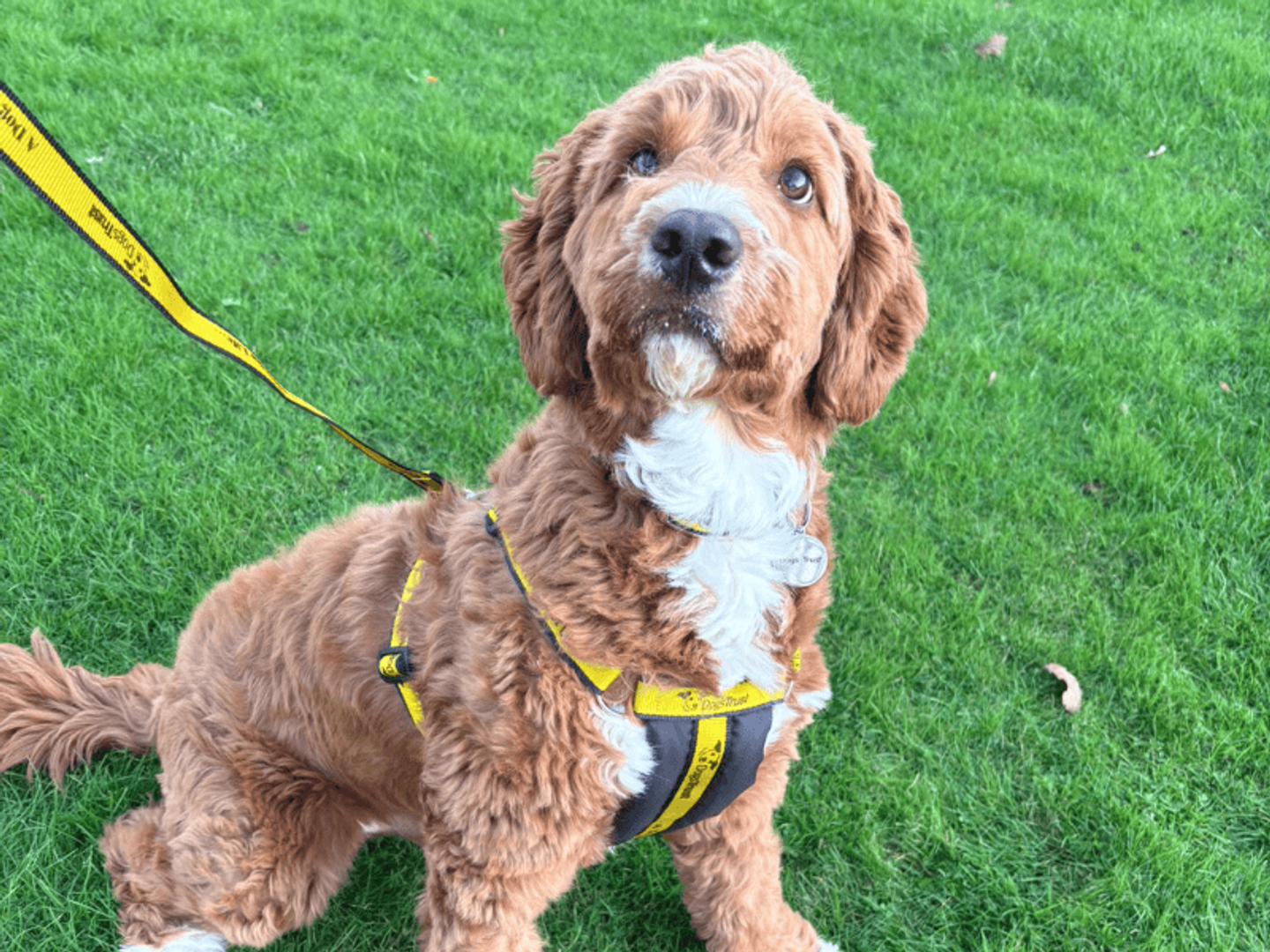 a brown and white labradoodle wearing a yellow lead and harness out in a green grass field