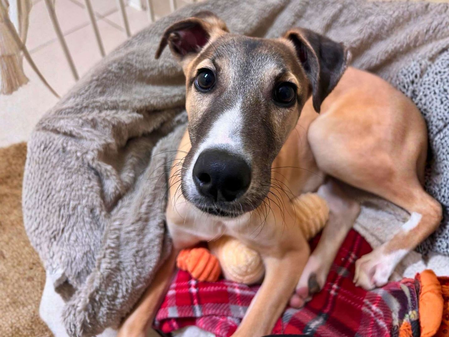 a tri-coloured Lurcher looking up at the camera in a bed with blankets