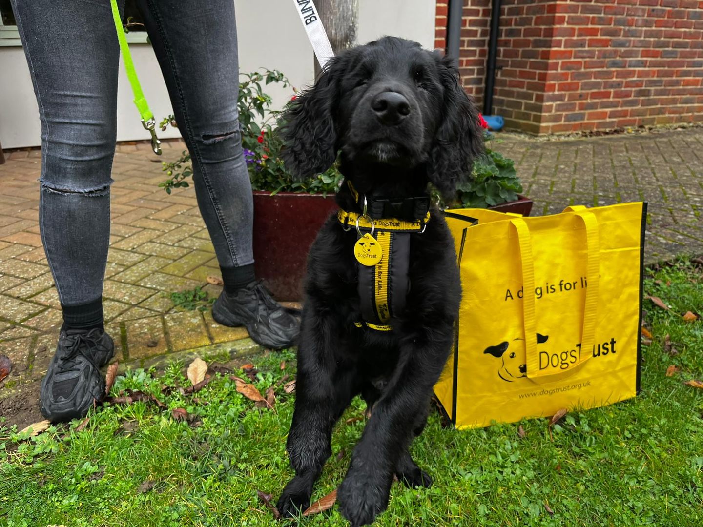a blind black cocker spaniel dog with a yellow harness and yellow dogs trust bag