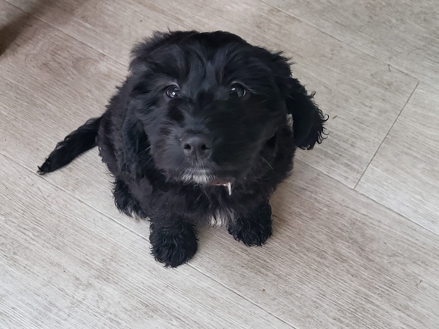 A black cockapoo puppy looking up at the camera